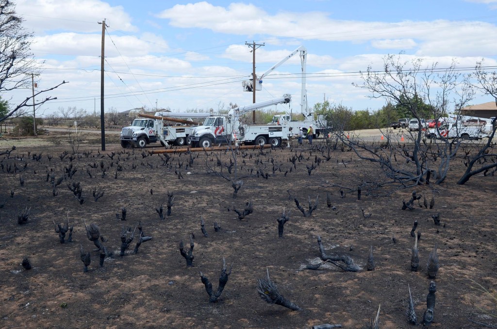 Charred landscape