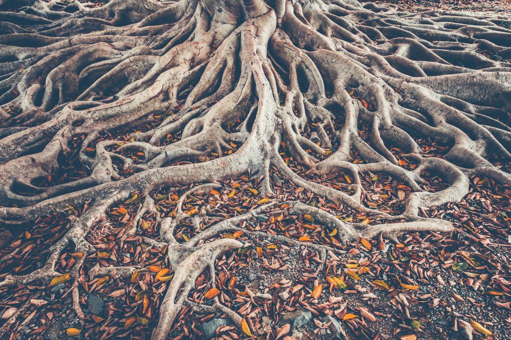 The spreading root system of the old tree on the ground. The variety of shapes in wild nature. Perfect background for the various kinds of collages, illustrations and digital media.