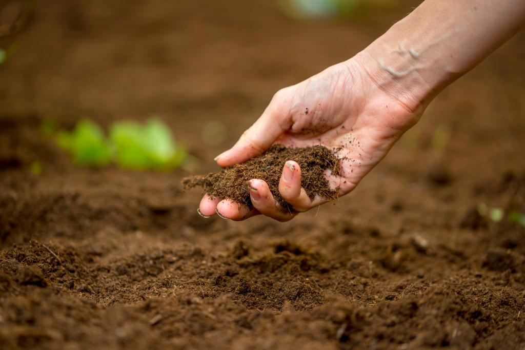 Close up of the hand of a woman holding a handful of rich fertile soil that has been newly dug over or tilled in a concept of conservation of nature and agriculture or gardening.