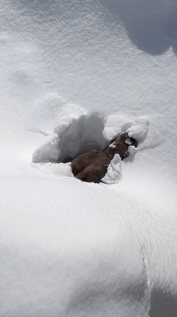 Boo the bear breaches the surfaces after wakening from hibernation at a Canadian ski resort on March 12.