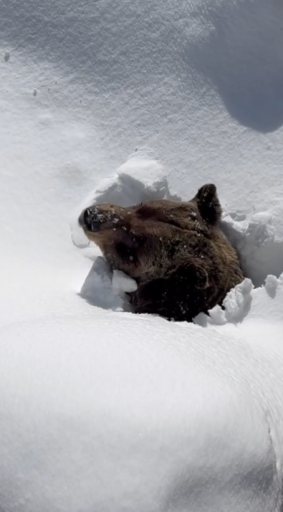 Kicking Horse Mountain Resort warned that Boo would be slowly adjusting back to life above ground and wouldn't be easily able to move out of sight of skiers and visitors -- despite wanting privacy.