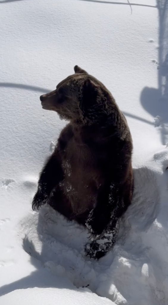 Boo has lived at the 22-acre resort since he was orphaned in 2003.