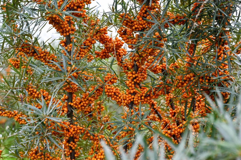 Research promotes sea buckthorn as a great weight loss food.