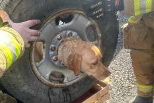 Photos of Daisy's head stuck in the wheel.