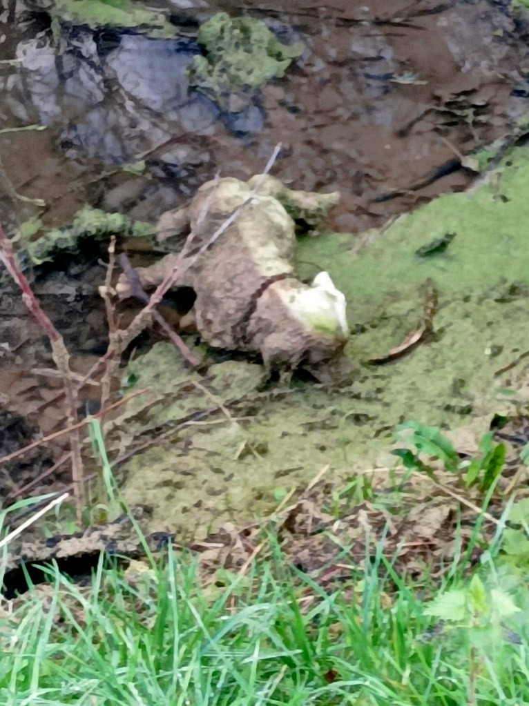 A 2ft tall ornamental statue of a Spaniel stuck in a muddy ditch at Thorpe Park holiday resort. A team of volunteers thought it was a real dog.