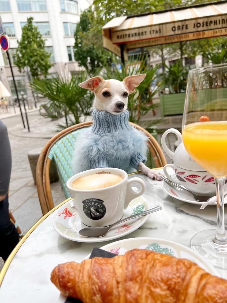 In Paris, Bao and his owner dined at Café de Flore and saw the Eiffel Tower. (SWNS)