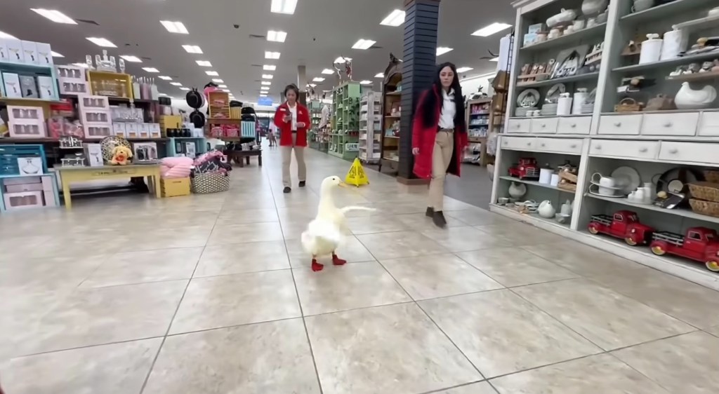 Justin Wood brought his service pet known as Wrinkle the Duck into the store, where they shopped around and received plenty of positive attention from shoppers who wanted to pet Wrinkle and ask about her. 