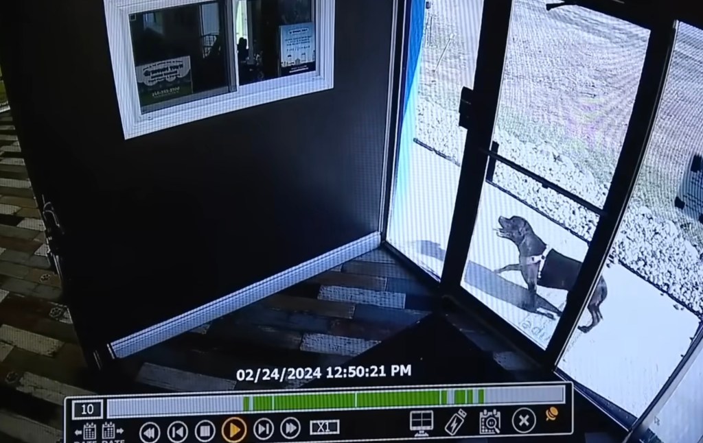 Surveillance footage outside Hounds Town Metro Detroit showed Aries pacing around the front door.