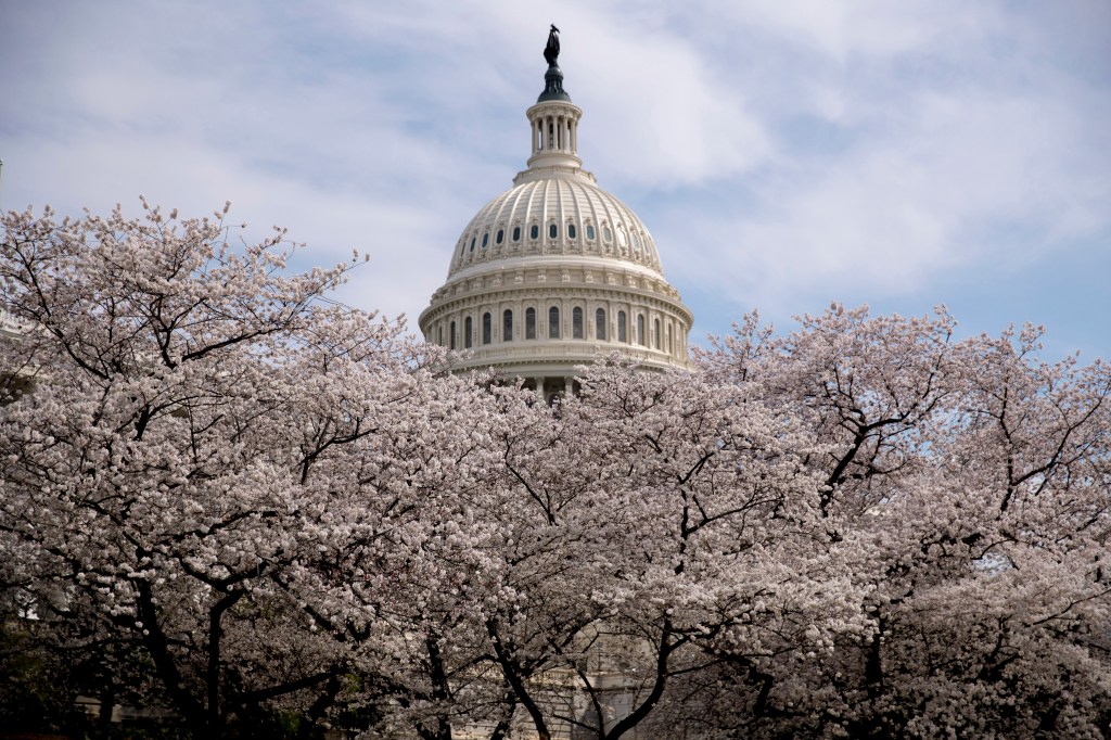 The Dome of the U.S. Capitol Building is visible as cherry blossom trees bloom on the West Lawn, Saturday, March 30, 2019, in Washington. 