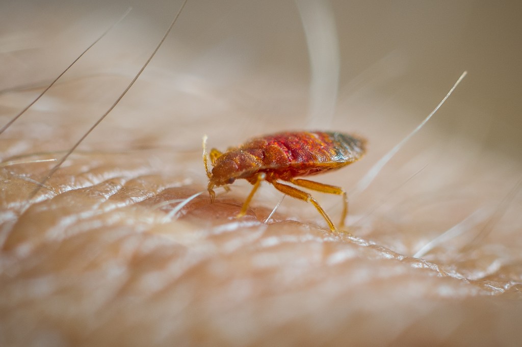 Bed bug stock photo