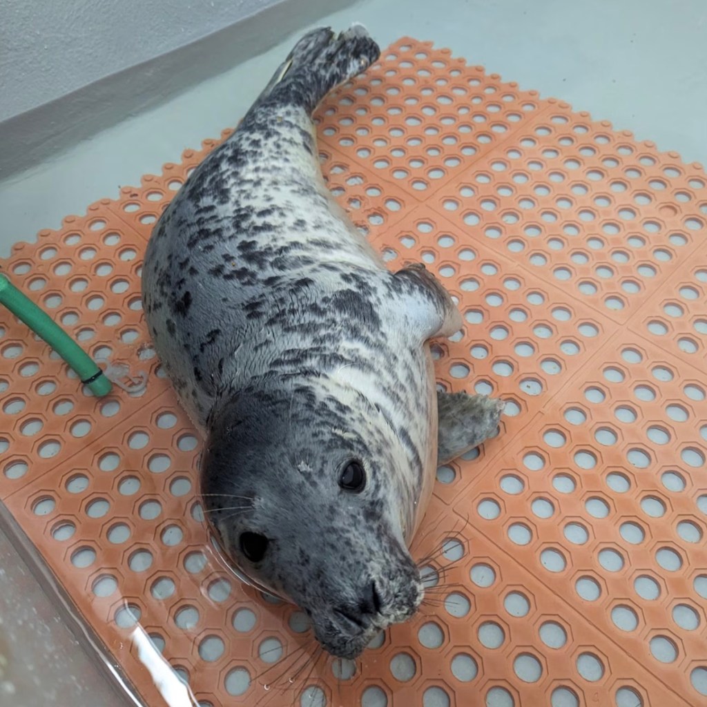 A female seal pup was found in Ocean City this week.