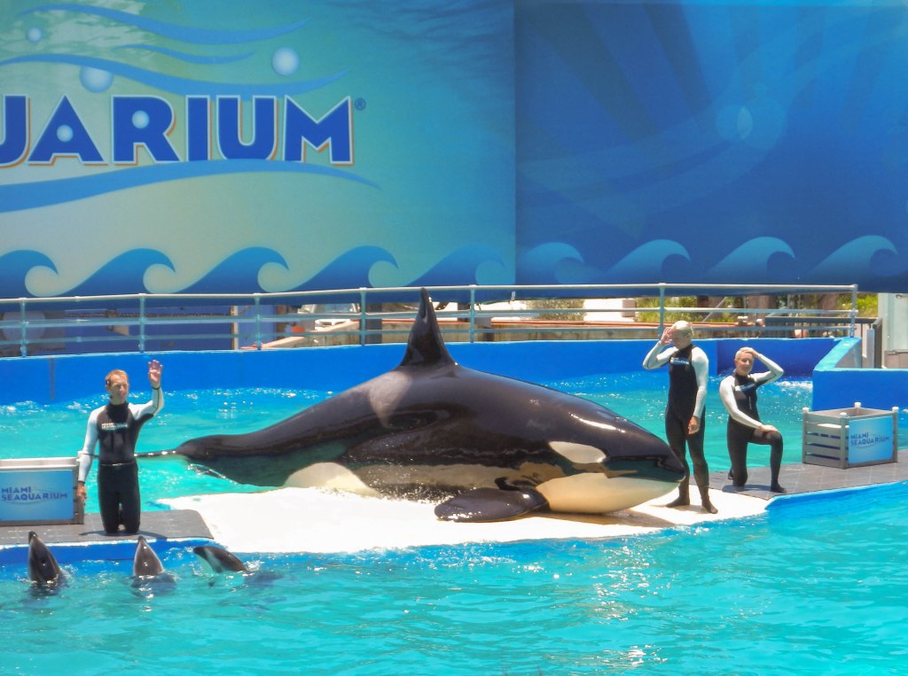 The Dolphin Company, based in Mexico, had agreed to help move Lolita to a natural sea pen in the Pacific Northwest when it took over ownership of the Seaquarium in 2022. 