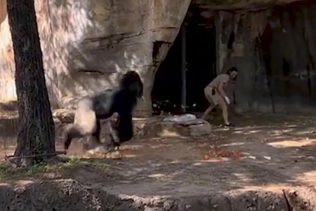 Elmo, the Fort Worth Zoo's 34-year-old male silverback gorilla, stormed out of a cave-like cutout into the view of the public as one of the employees narrowly avoided and fled to a nearby door.