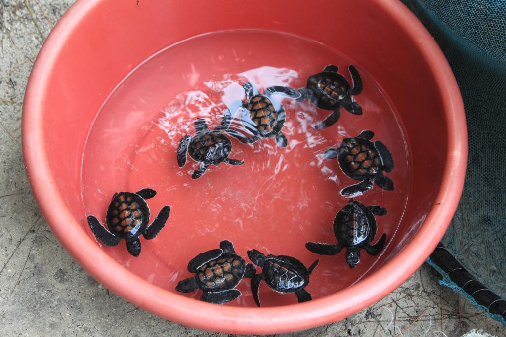 Sea turtle meat is considered a delicacy in Zanzibar, despite known potential dangers in consuming it including a deadly form of food poisoning.