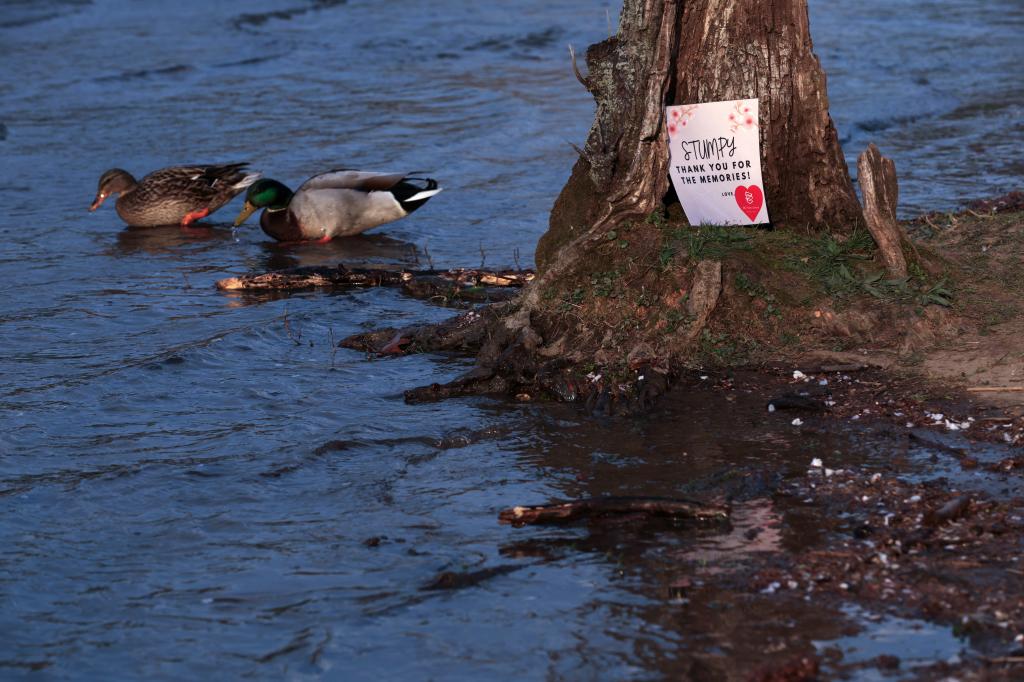 Ducks sit besides the trunk of "Stumpy" as high-tide waters flood the area on March 20, 2024.