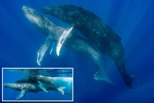 Humpback whales engaged in a sexual encounter