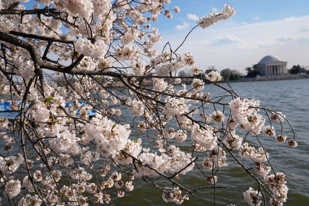 Plans call for 140 cherry trees — and 300 trees total — to be removed and turned into mulch. When the project is concluded, 277 cherry trees will be planted as replacements.