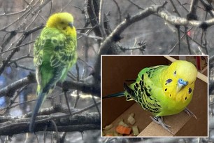 Lost parakeet found in the Upper West Side by two New Yorkers connected in 'small world' moment