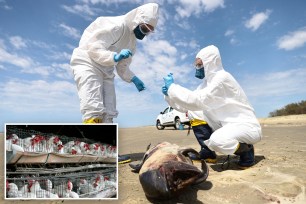 Scientists testing animals main and inset caged chickens.