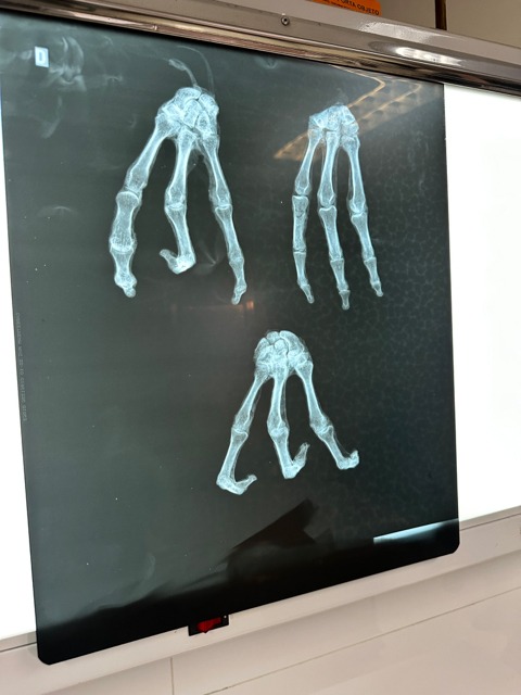 The filmmakers say X-rays and other tests prove their specimens are the real deal.