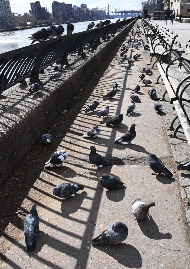 Scores of pigeons take over the railing and walkway at Carl Schurz Park