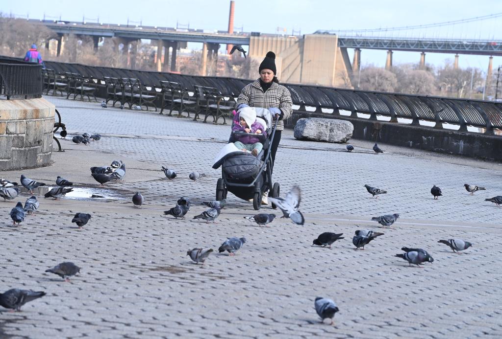 A woman pushes a baby in Carl Schurz Park amid the pigeons.