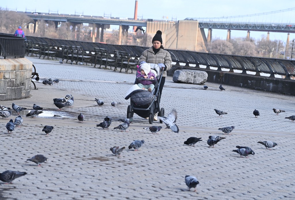 A woman pushes a baby in Carl Schurz Park amid the pigeons.