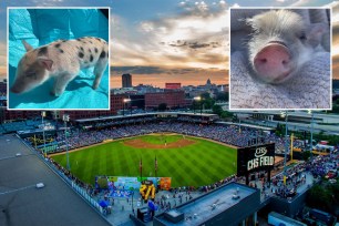 A Minnesota minor league baseball club decided to keep its cheeky name for its pig mascot, despite public outcry that it’s a form of fat shaming.