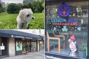 Maltese and lenox hospital