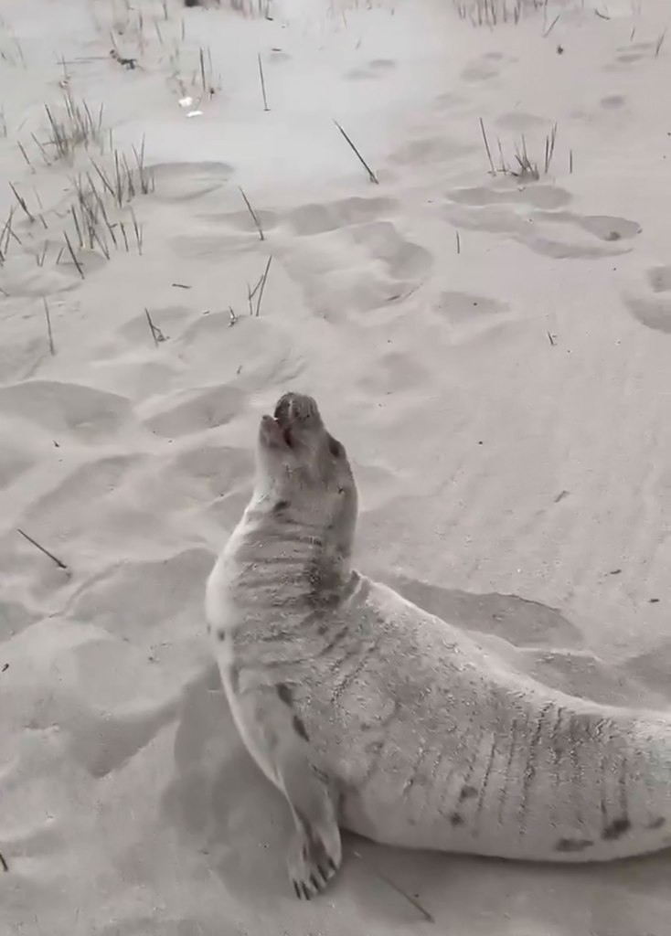 A harp seal was found beached on Coney Island this week.