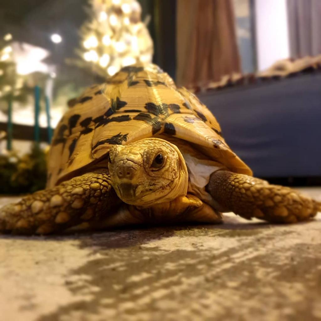 According to the turtle's Instagram, it was adopted by the "Seoul Searching" actor in 2013 and is a leopard tortoise. 