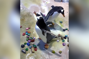 On St. Patrick’s Day, the zoo’s penguins were caught on camera giving gifts to their partners in a sweet romantic gesture.