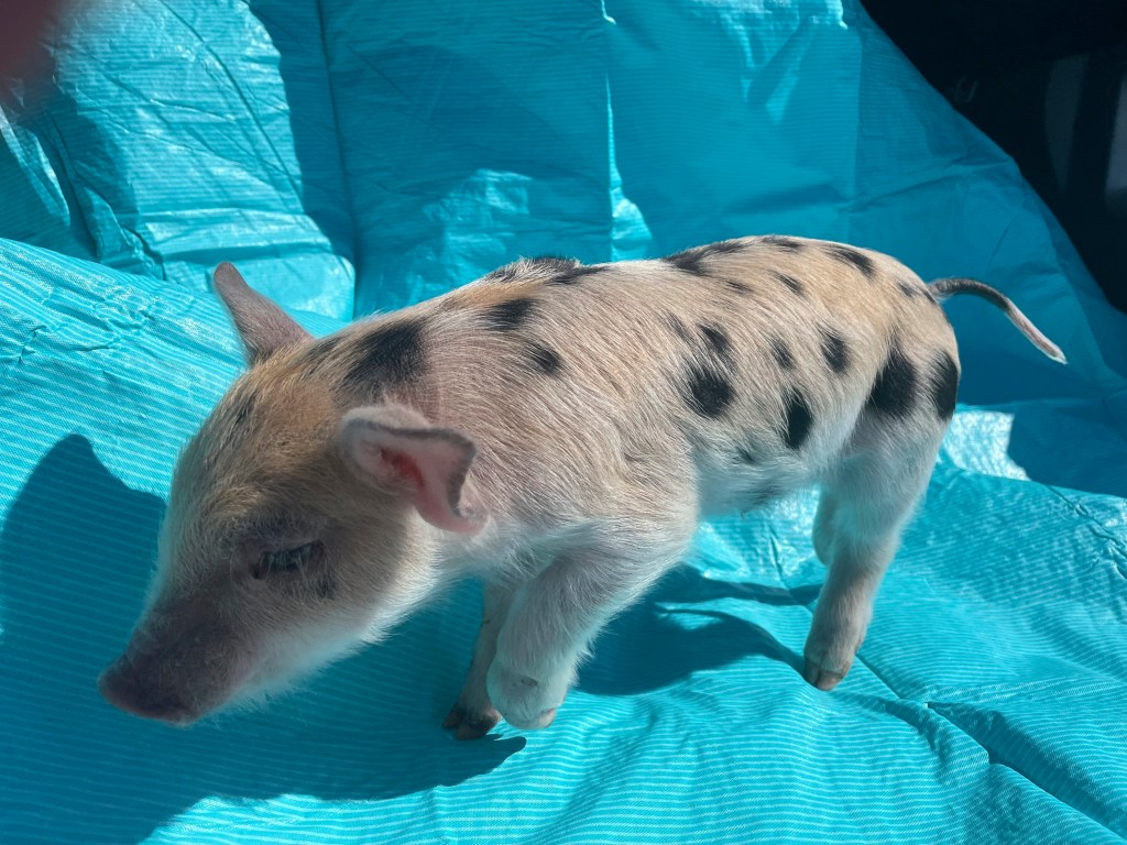 Ozempig the pig