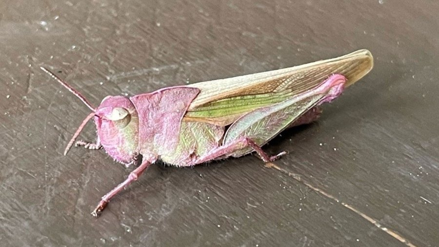 The rare find was spotted in Madeline Landecker's barn at her Benton home where she stays with family.