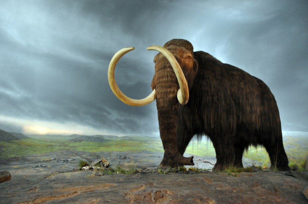 The wooly mammoth could once again the roam the earth. 