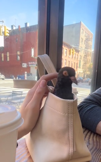 Pidge in Jardine's leather purse. 