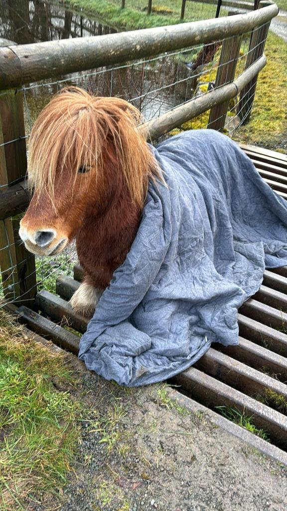 Rescue workers put a blanket over the pony during the rescue efforts. 