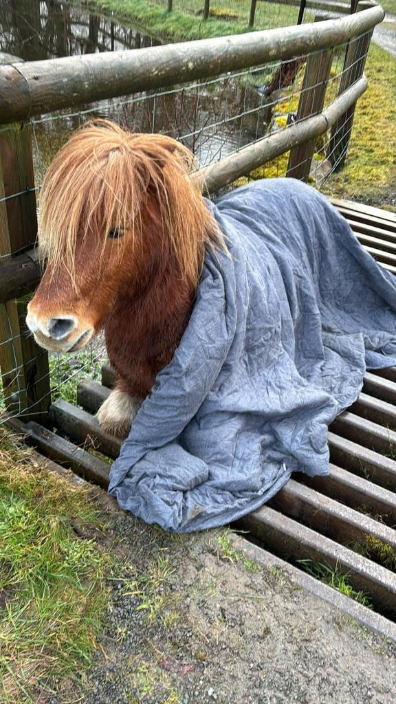 Rescue workers put a blanket over the pony during the rescue efforts. 
