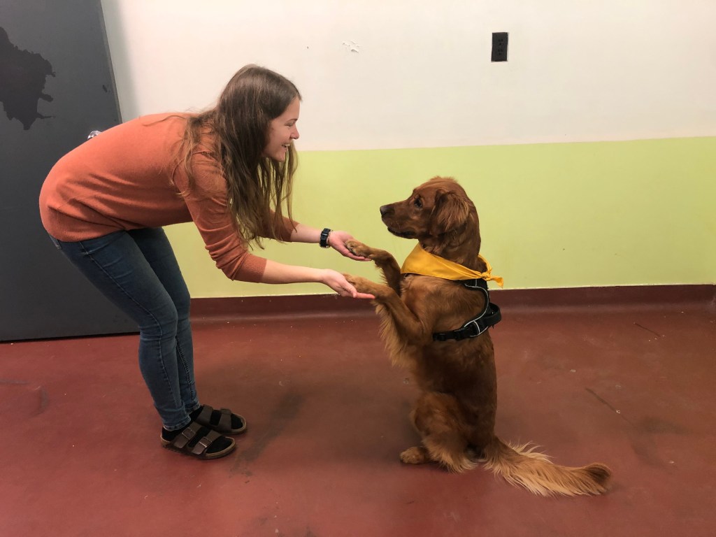 Laura Kiiroja training Ivy, the Golden Retriever, as part of a study to teach dogs to recognize the scent of trauma reactions on human breath