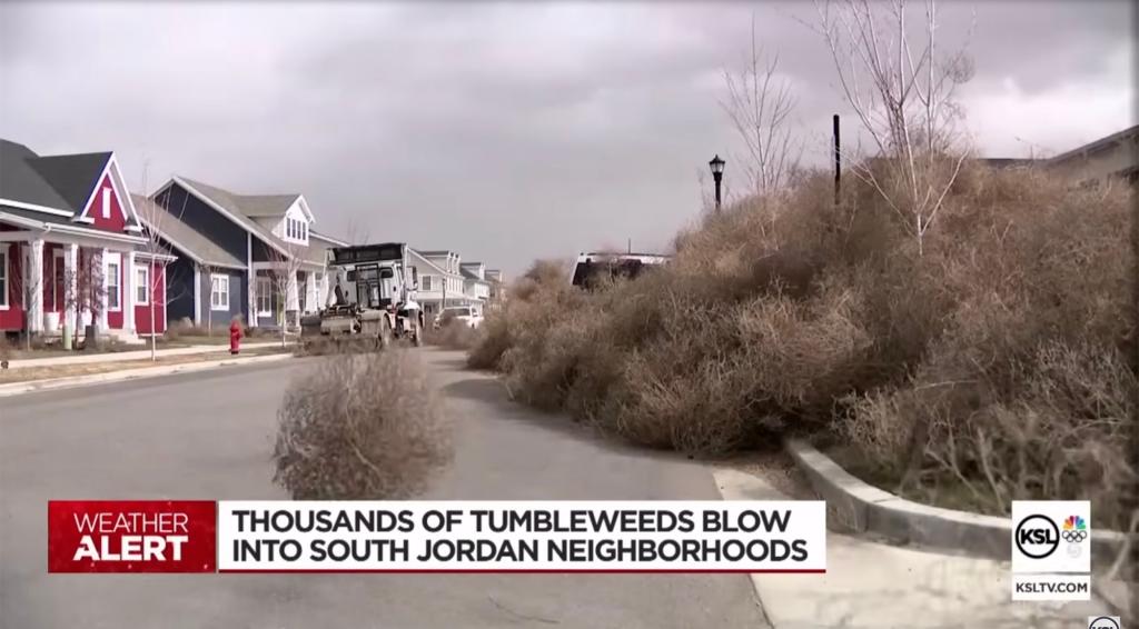 Large pile of tumbleweeds in a suburban neighborhood.