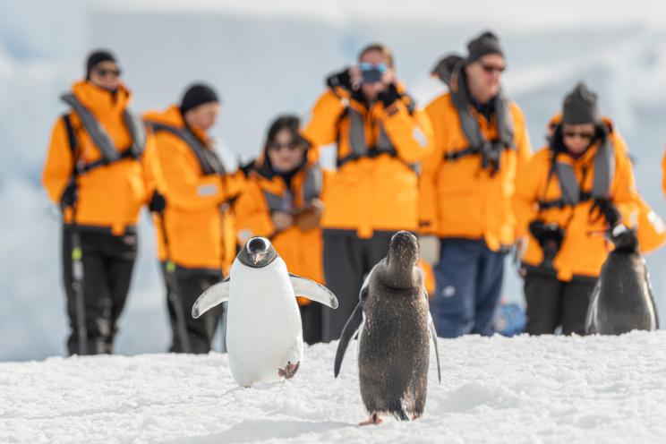 Exterior of penguins running in Antarctica.