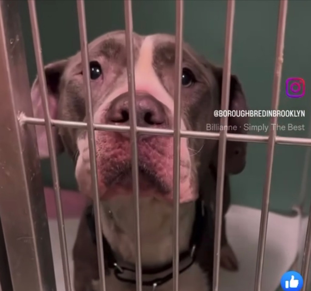 Peanut Butter, seen here with her grey and white face close to the bars in a cage at a brooklyn animal shelter, spent two weeks at a city animal shelter in Brooklyn before Pibbles and More Animal Rescue got her into a foster home.