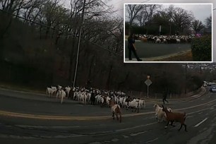 Pack of loose goats seen in Texas street with inset showing cops trying to herd the pack