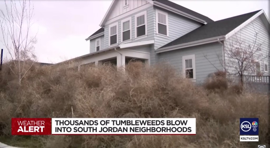 a large pile of tumbleweeds covering a house