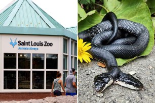 A two-headed snake on the ground next to a building at St. Louis Zoo, Missouri, taken on August 10, 2017.