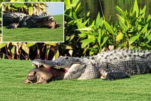 A man playing golf encountering an alligator with a trapped turtle in its jaws.