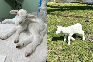 five-legged lamb named Spider Lamb