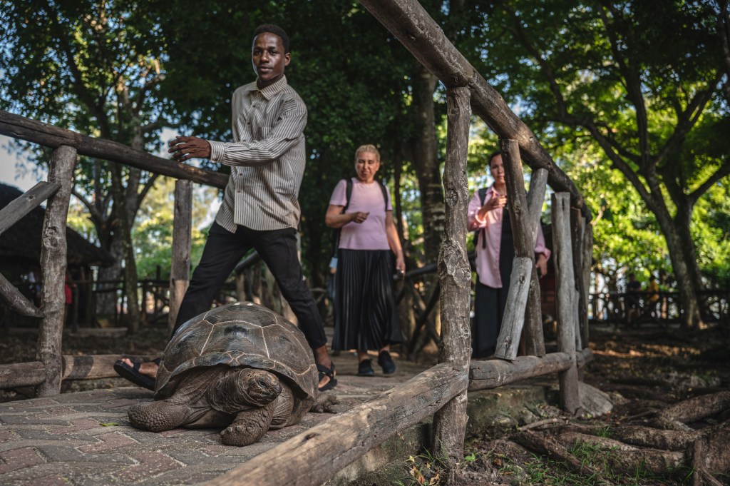 All nine of the people who died, in addition to 78 more who were hospitalized, were confirmed to have recently eaten sea turtle meat, which can cause a deadly form of food poisoning called chelonitoxism.