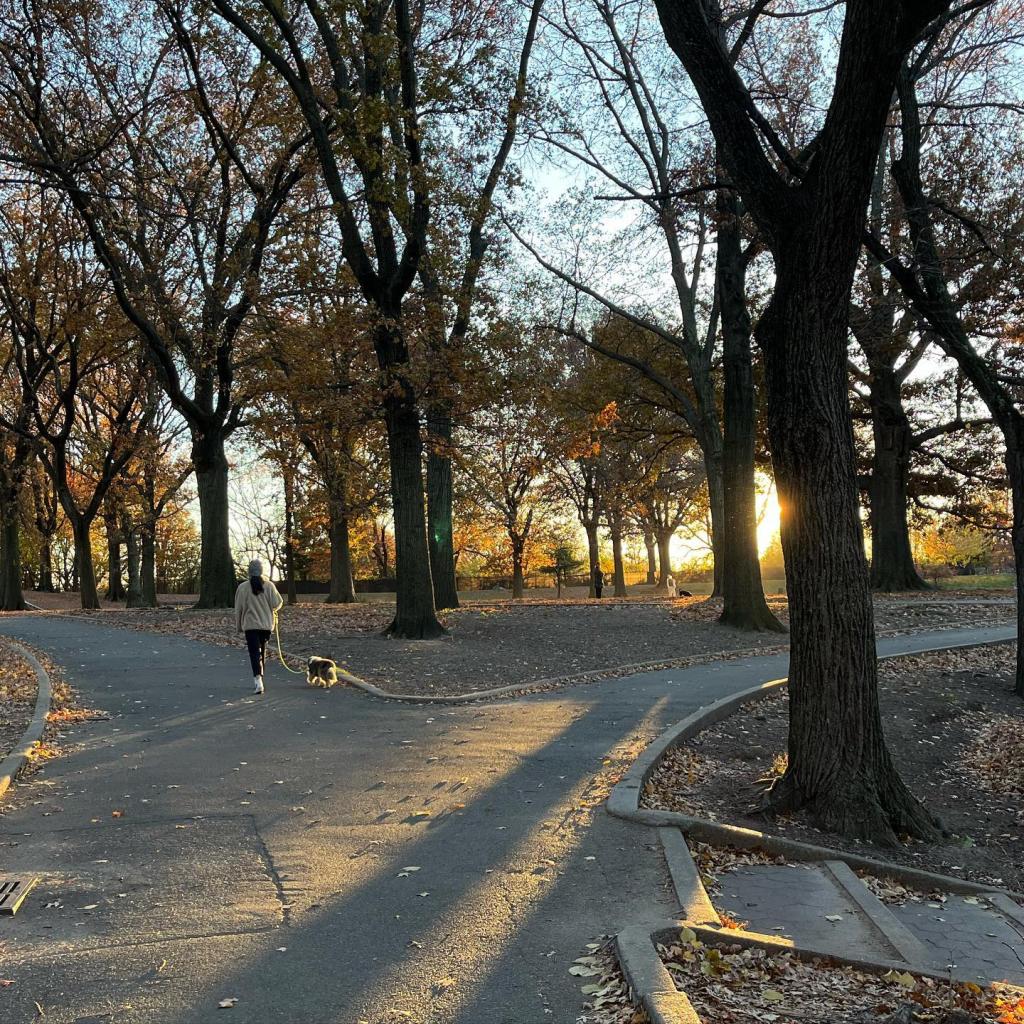 A path in Mount Prospect Park. 