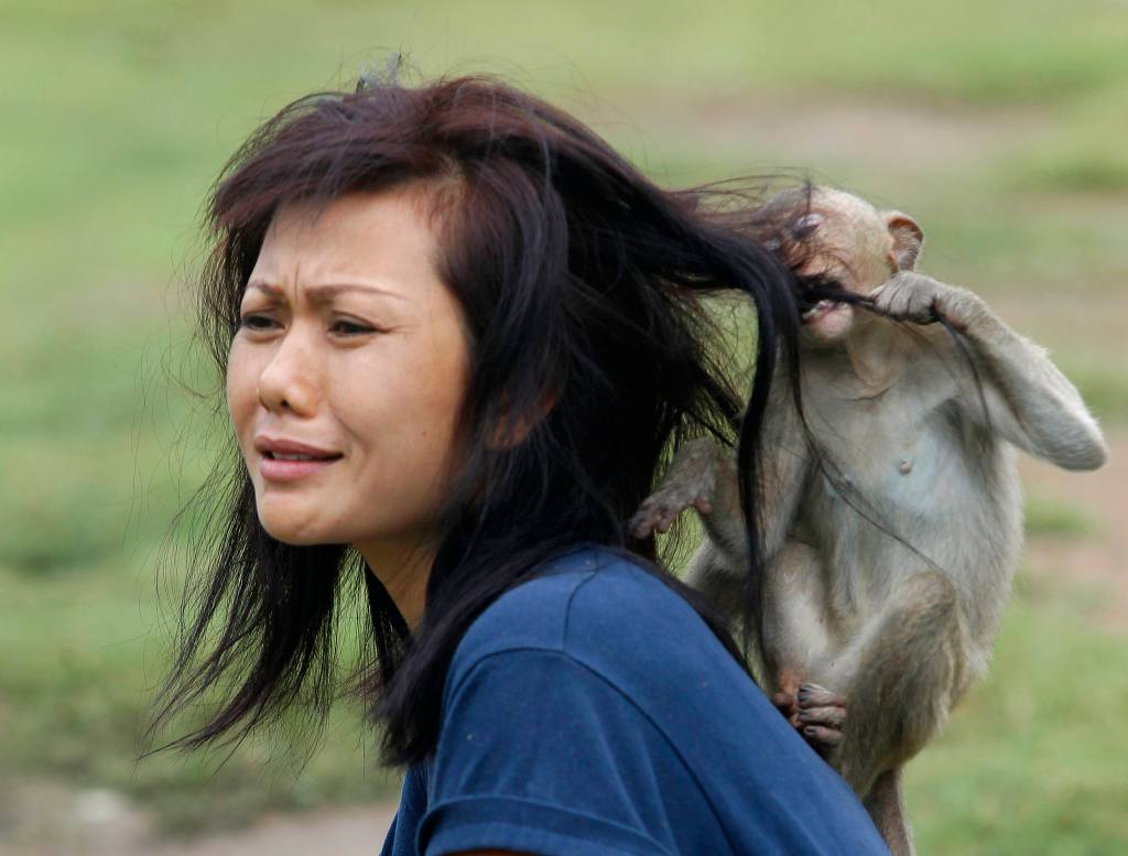 Monkey bites woman's hair.